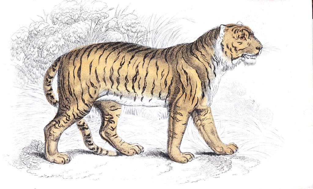 Felis Tiger