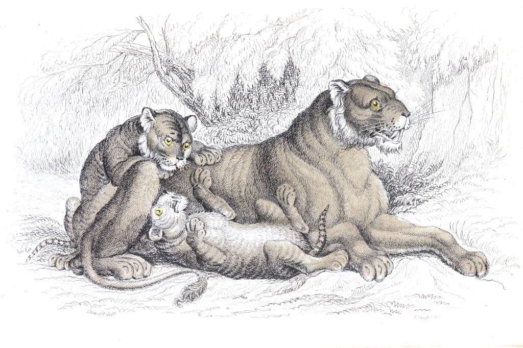 Female Lion And Cubs