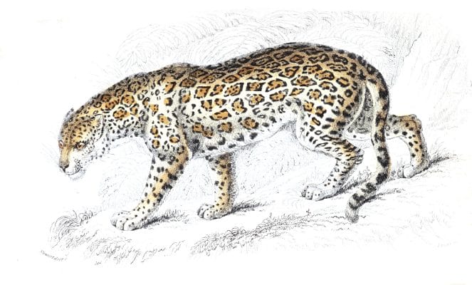 Jaguar