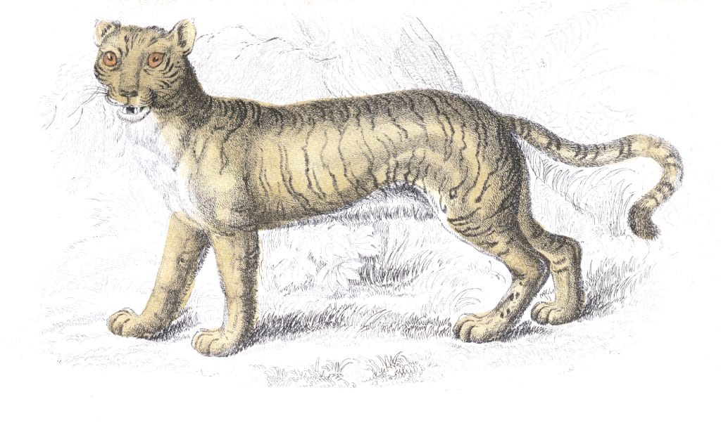 Liger Hybrid Between Lion And Tiger