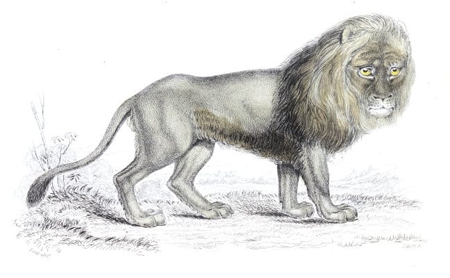 Lion Asiatic Variety
