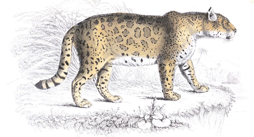 Male Jaguar