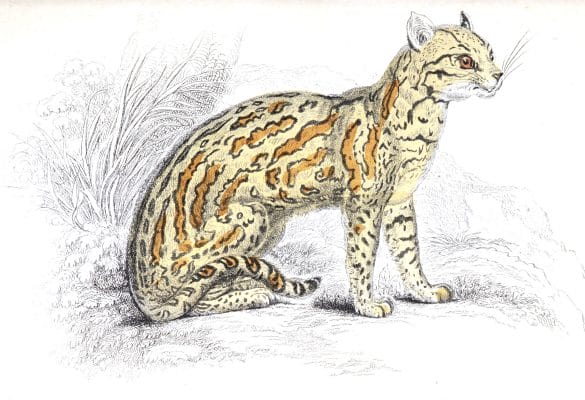 Ocelot