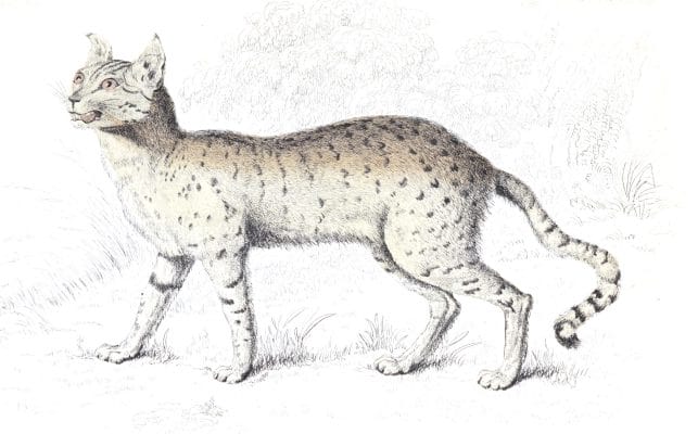 Servaline Cat