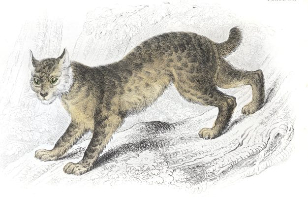 The Canada Lynx