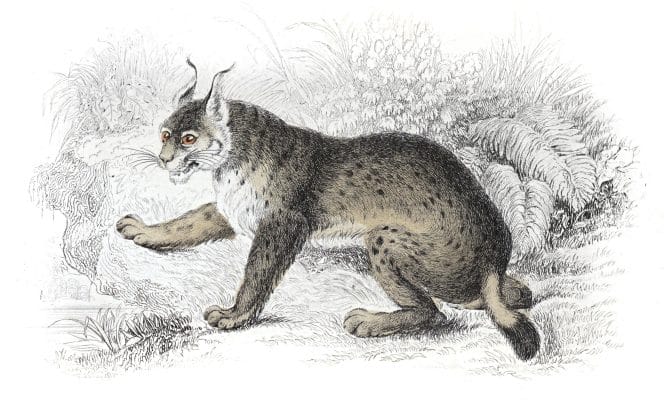 The European Lynx