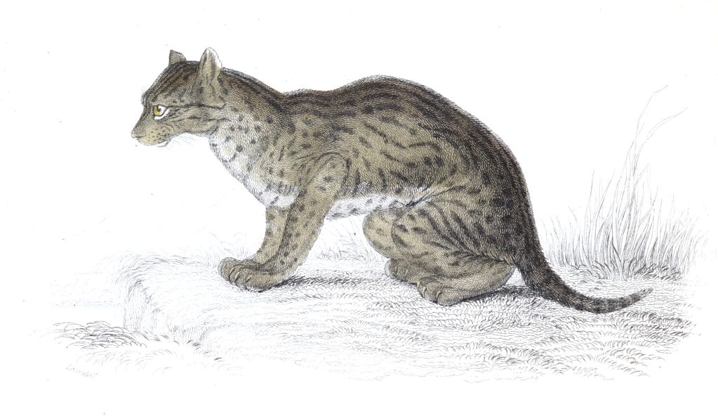 The Himalayan Serval Cat