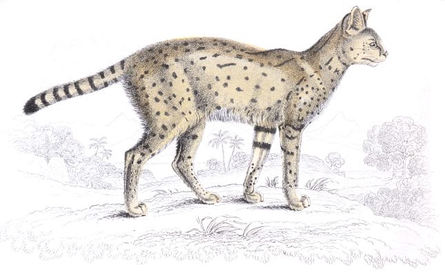 The Serval Cat