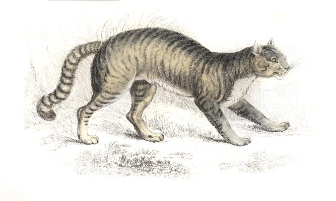 The Common Wild Cat