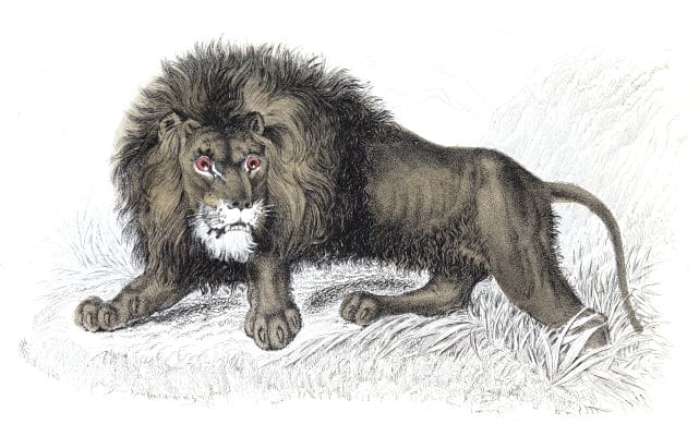 The Lion 2