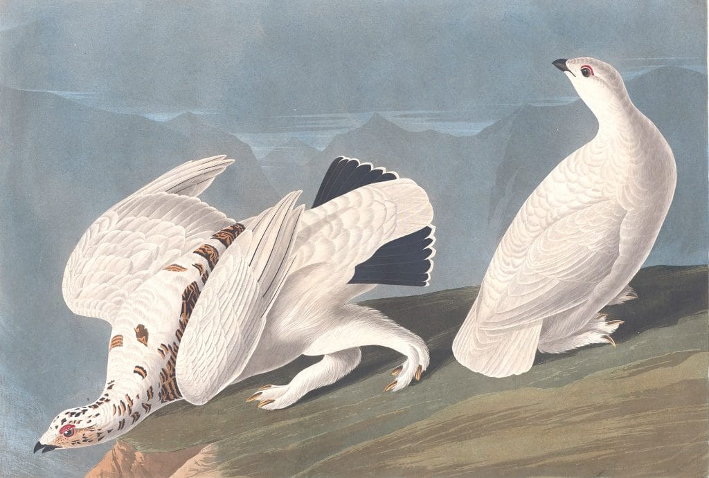 American Ptarmigan And White Tailed Grous