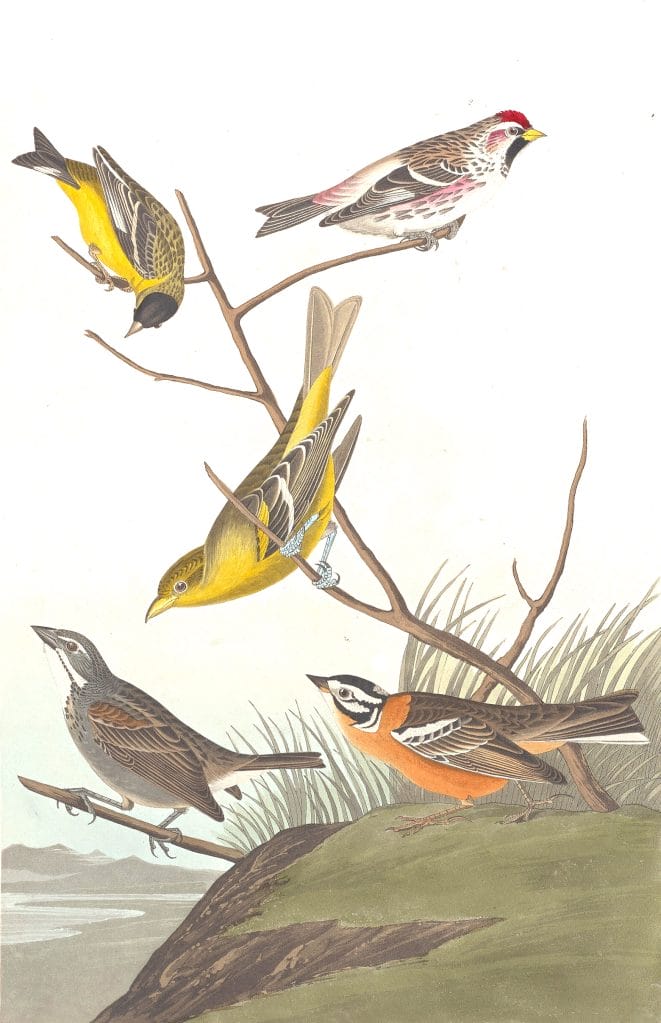 Arkansaw Siskin Mealy Red Poll Louisiana Tanager Townsends Finch And Buff Breasted Finch 1945.8.400