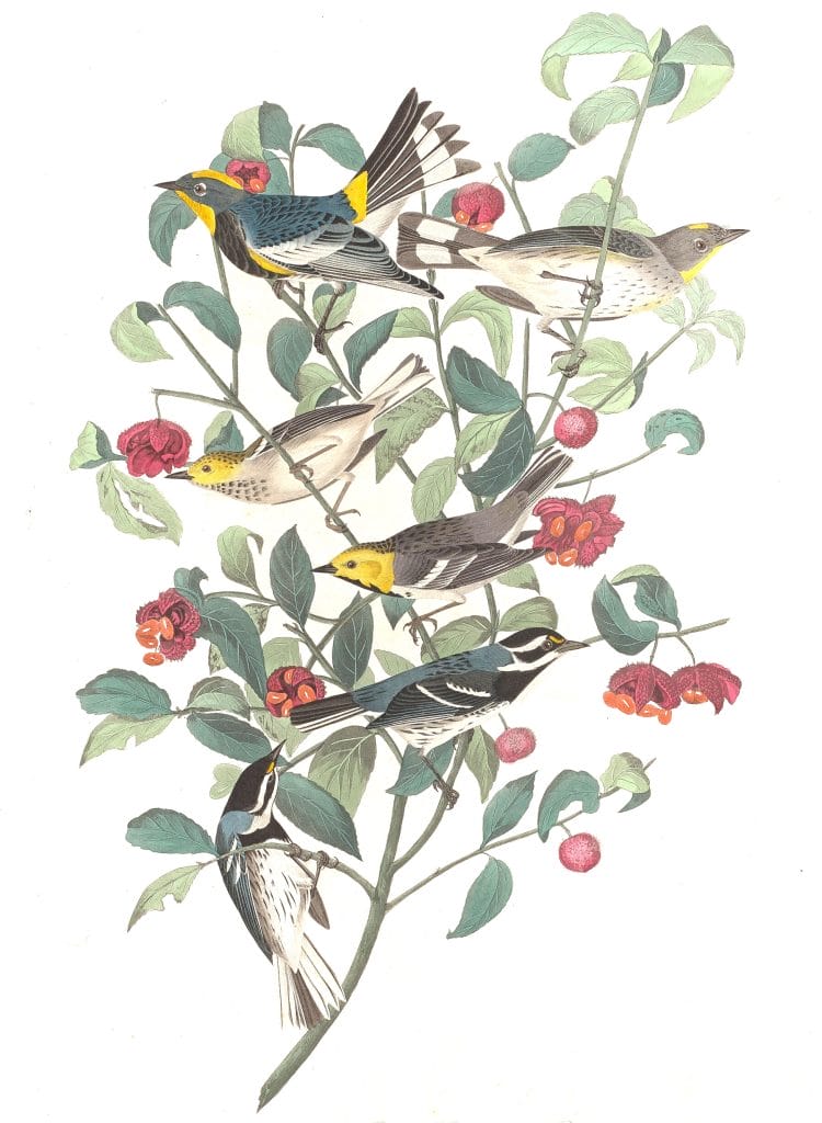 Audubons Warbler Hermit Warbler And Black Throated Gray Warbler 1945.8.395