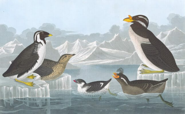 Black Throated Guillemot Nobbed Billed Auk Curled Crested Auk And Horned Billed Guillemot