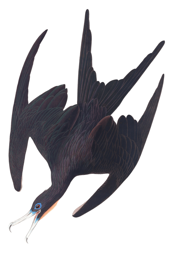 Frigate Pelican