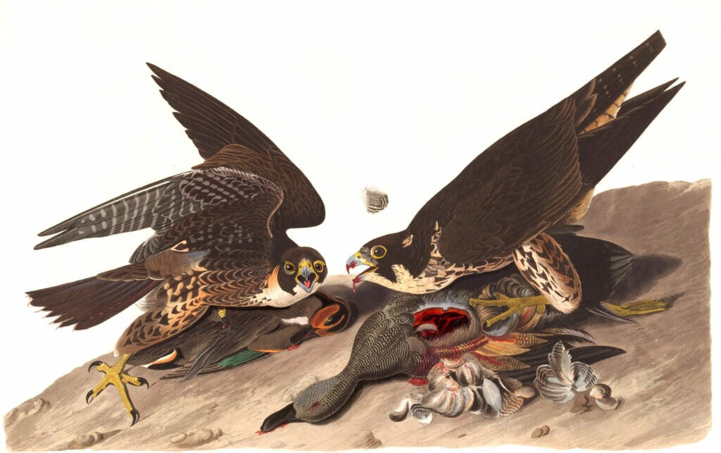 Great Footed Hawk