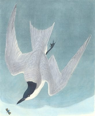 Marsh Tern