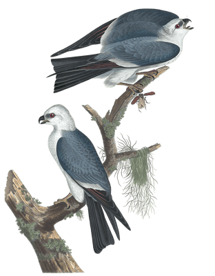 Mississippi Kite