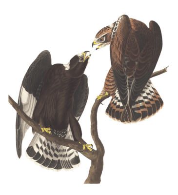 Rough Legged Falcon 19458422