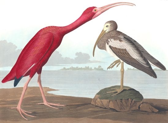 Scarlet Ibis