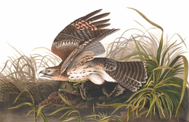 Winter Hawk
