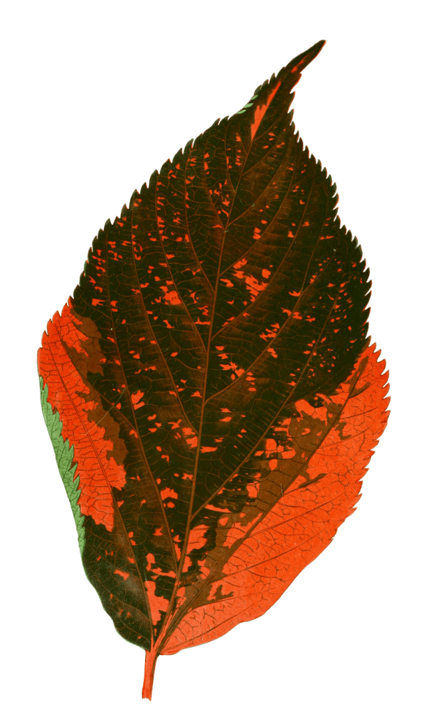 Acalypha Tricolor Vintage Leaf Illustrations