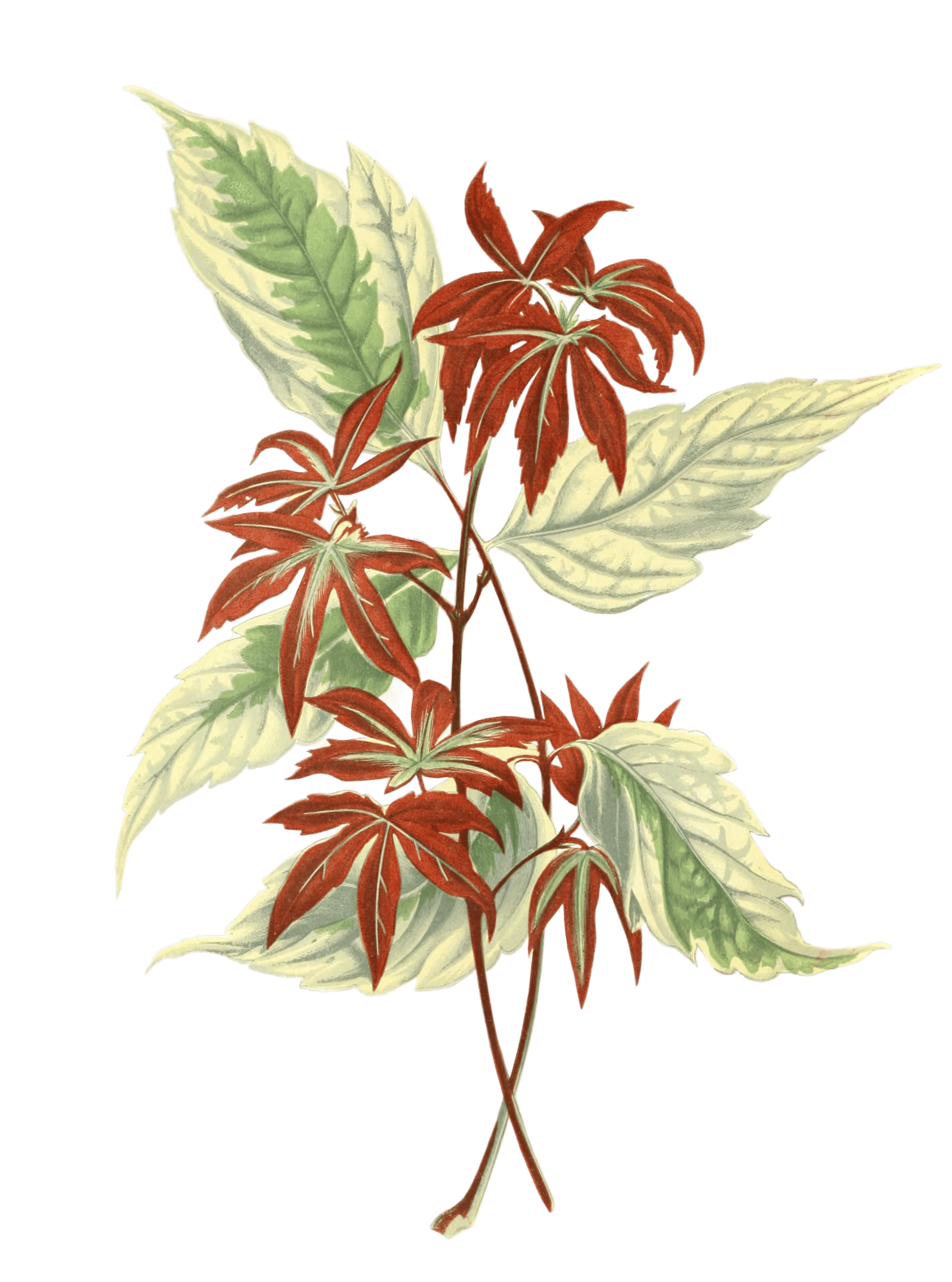 Acer Negundo Fraxinifolium Vintage Leaf Illustrations