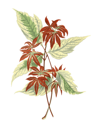 Acer Negundo Fraxinifolium Vintage Leaf Illustrations