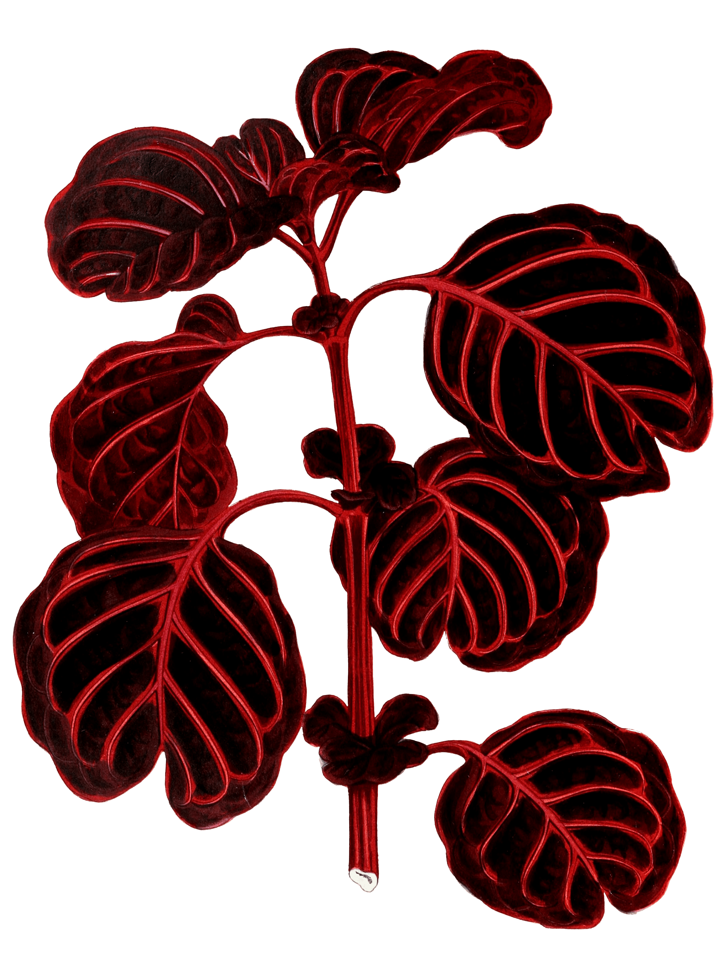 Achyranthes Verschaffeltii Vintage Leaf Illustrations