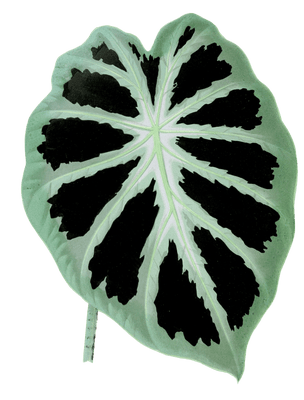 Alocasia Jenningsii Vintage Leaf Illustrations