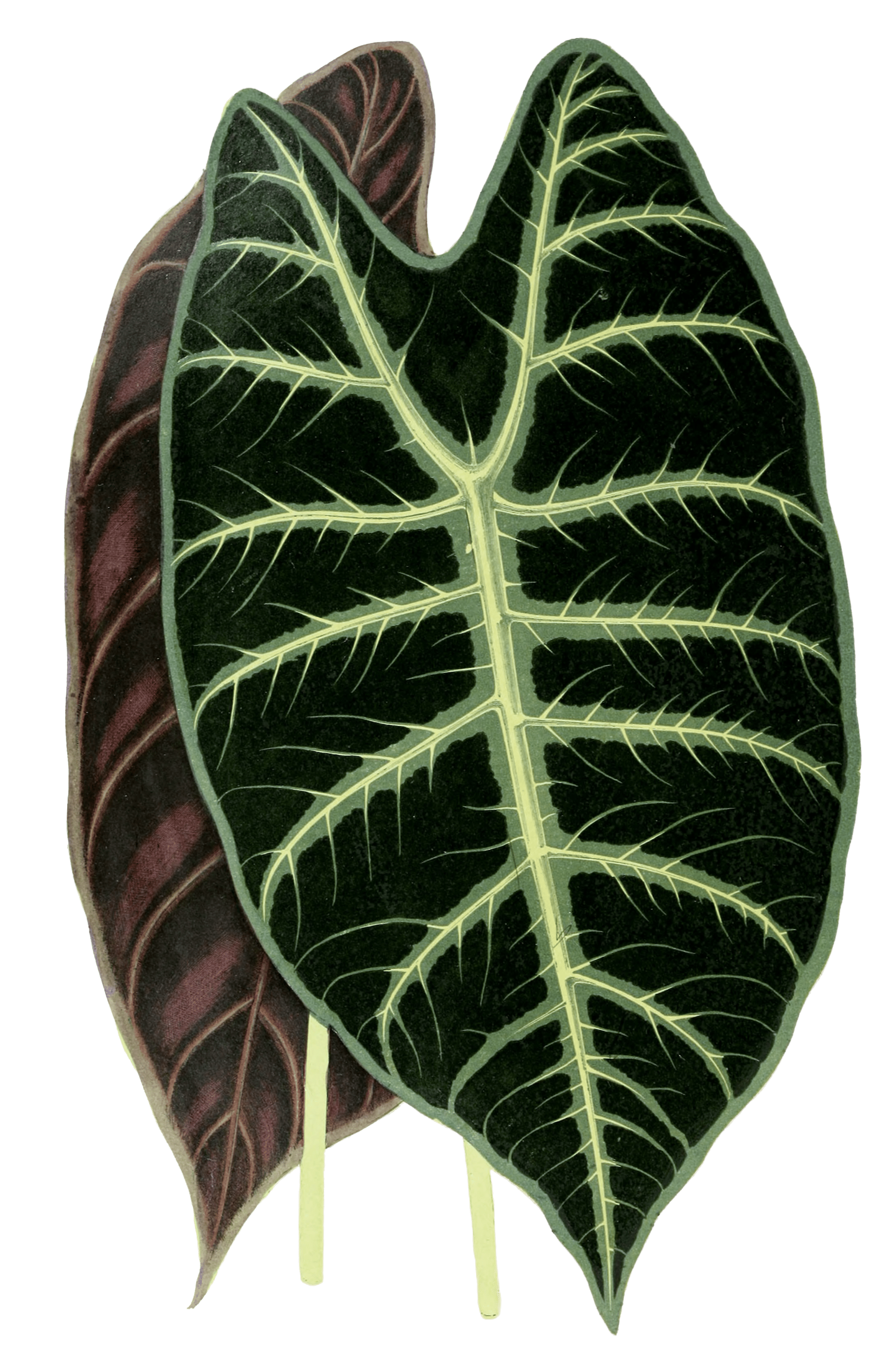 Alocasia Lowii Vintage Leaf Illustrations