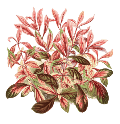 Alternanthera Sessilis Vintage Leaf Illustrations