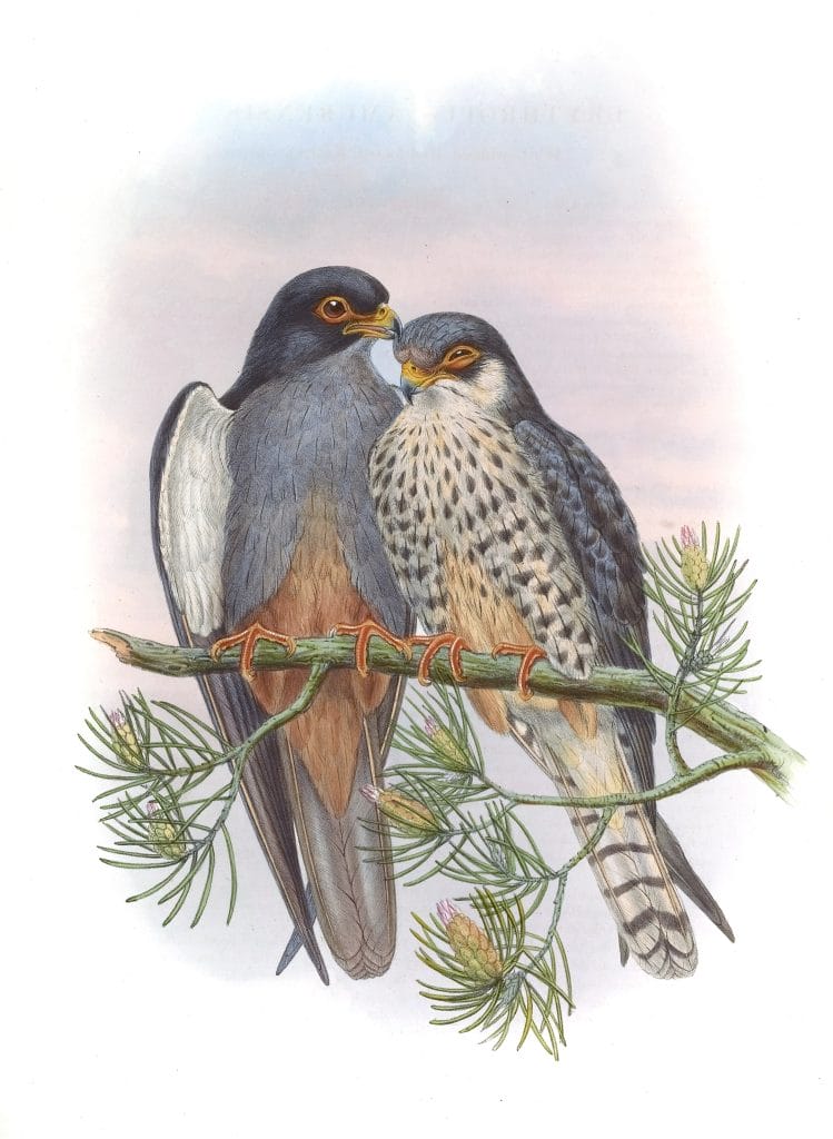 Amur Falcon Erythropus Amurensis
