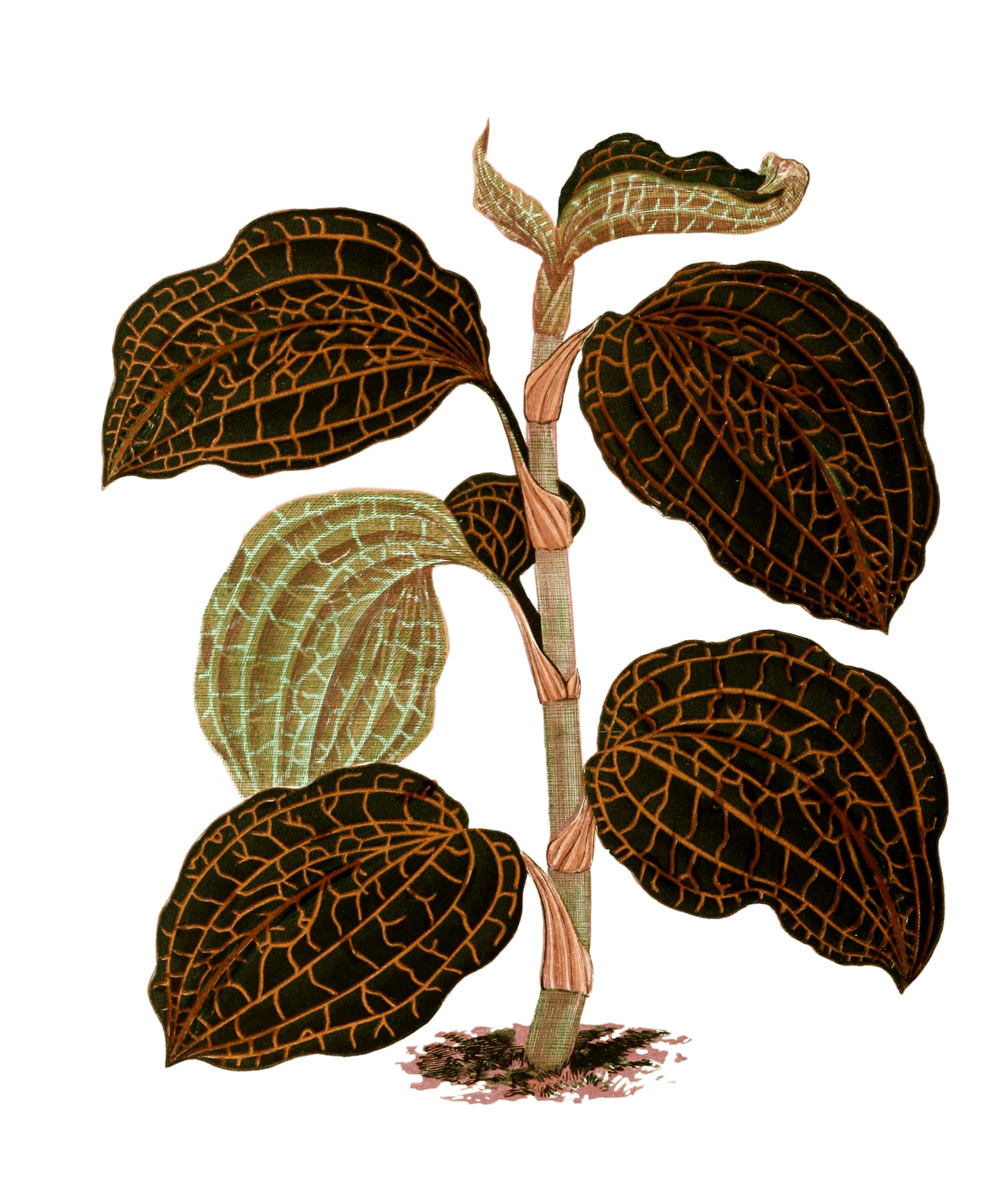 Anoechtochilus Setaceus Vintage Leaf Illustrations