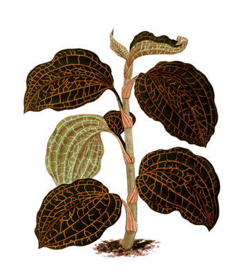 Anoechtochilus Setaceus Vintage Leaf Illustrations