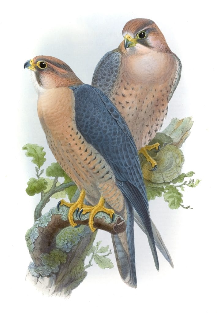 Barbary Falcon Falco Babylonicus