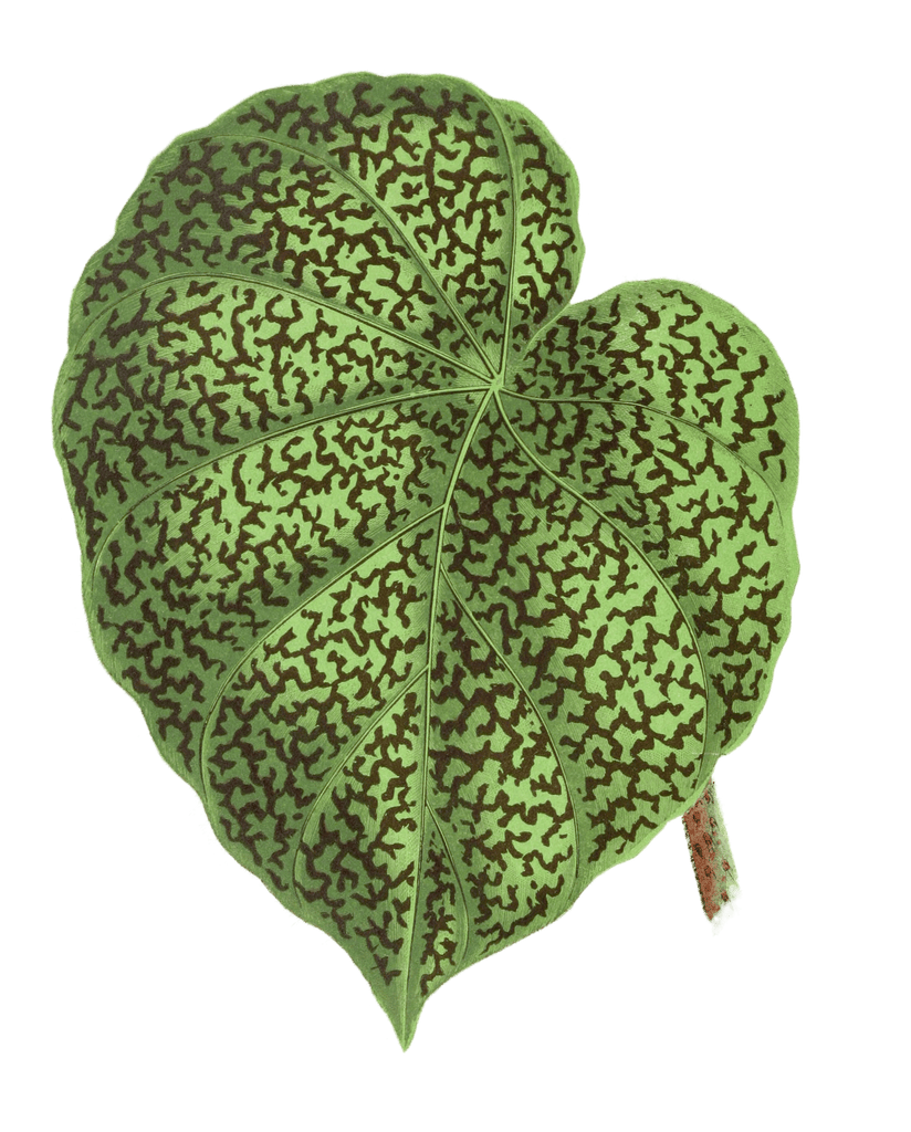 Begonia Daedalea Vintage Leaf Illustrations