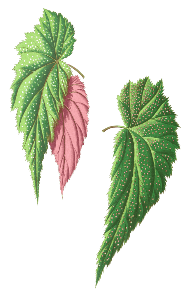 Begonia Falcifolia Vintage Leaf Illustrations