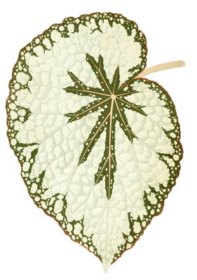 Begonia Marshallii 1