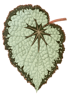Begonia Marshallii