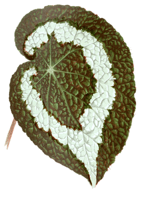 Begonia Rex 2