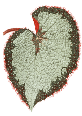 Begonia Rex