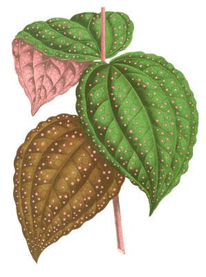 Bertolonia Guttata Vintage Leaf Illustrations
