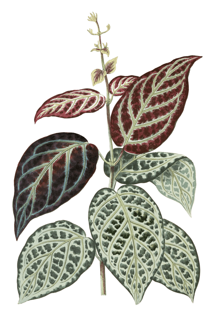 Bignonia Argyro Violascens Vintage Leaf Illustrations