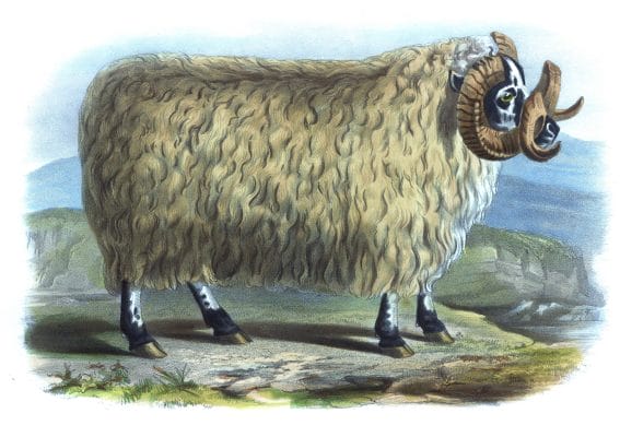 Black Faced Heath Breed Vintage Illustrations Of Farm Animals Public Domain