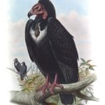 Black Vulture Otocyps Calvus