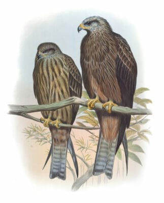 Black Kite Milvus Govinda