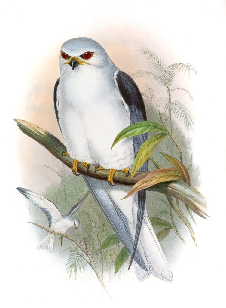 Black Shouldered Kite Elanus Hypoleucus