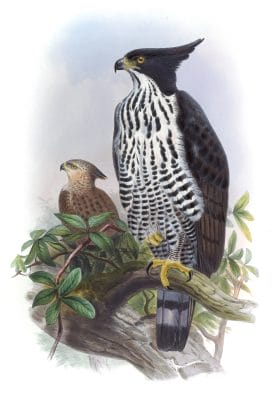 Blyths Hawk Eagle Spizaetus Alboniger