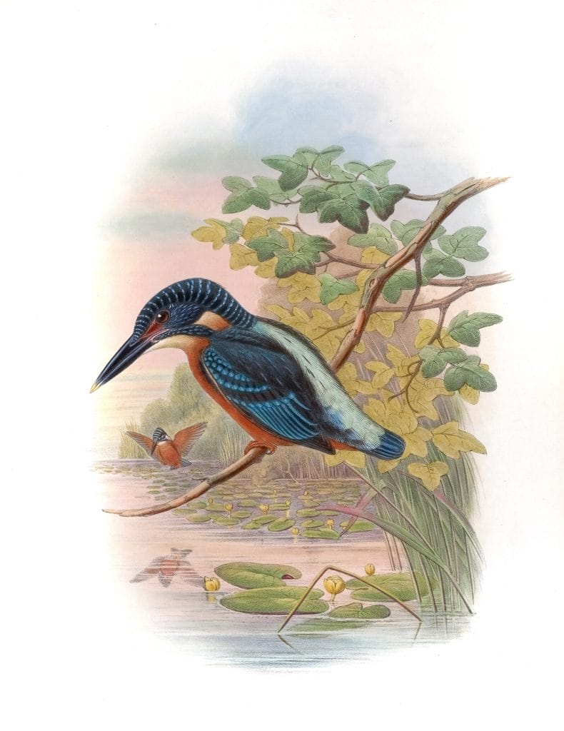 Blyths Kingfisher Alcedo Grandis